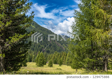Amidst dense forests Amidst dense forests 129475866