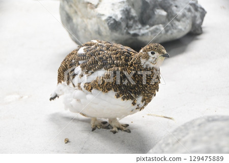 Female Japanese Rock Ptarmigan 129475889