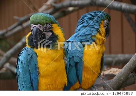 Ruri Macawo Ruri Macawo 129475997