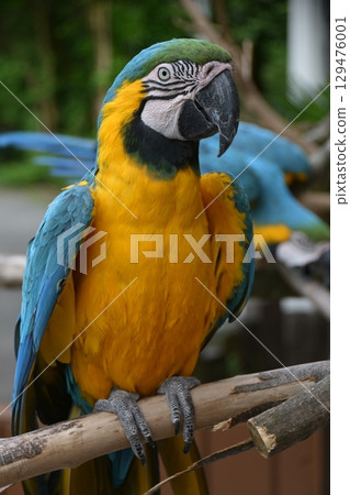 Ruri Macawo 129476001