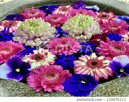 Flower water fountain in May (gerbera, pansy, cineraria, chrysanthemum) (Sugao Shrine/Okazaki City, Aichi Prefecture) 129476111