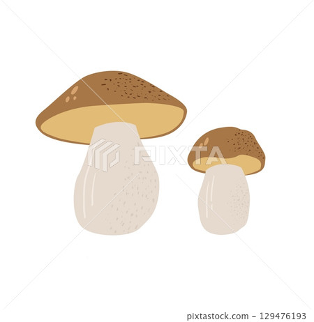 Mushrooms flat vector illustration. Cep isolated on white background Mushrooms flat vector illustration. Cep isolated on white background 129476193