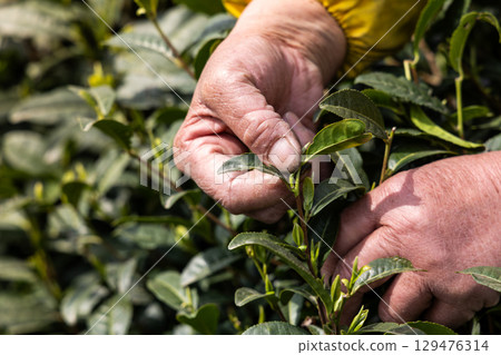 Closeup of worker hand picking the tender and young longjing tea buds in Longjing village plantation in Hangzhou Closeup of worker hand picking the tender and young longjing tea buds in Longjing village plantation in Hangzhou 129476314