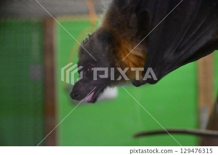 Oriy fox bat Oriy fox bat 129476315