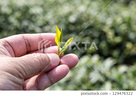 Close-up of finger holding the freshly harvested young and tender longjing tea leaves bud 129476322