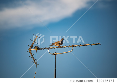 Bird perched on antenna 129476571