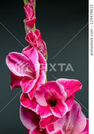 Vibrant close-up of a pink gladiolus with white edged petals Vibrant close-up of a pink gladiolus with white edged petals 129476615