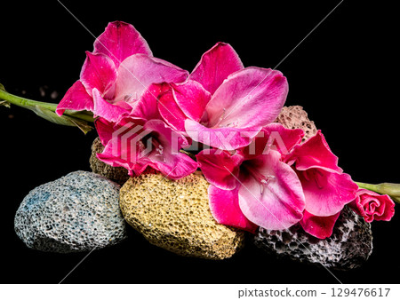 Pink gladiolus blossoms on porous volcanic rocks against black Pink gladiolus blossoms on porous volcanic rocks against black 129476617