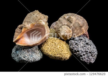 A collection of volcanic rocks and a seashell against black A collection of volcanic rocks and a seashell against black 129476620