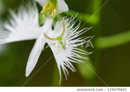 白鷺花 白鷺花 129476681
