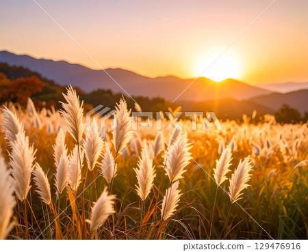 A golden autumn scene with silver grass swaying in the setting sun 129476916