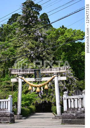 Wisteria flowers at Isobe Shrine (Himi City, Toyama Prefecture) 129477158