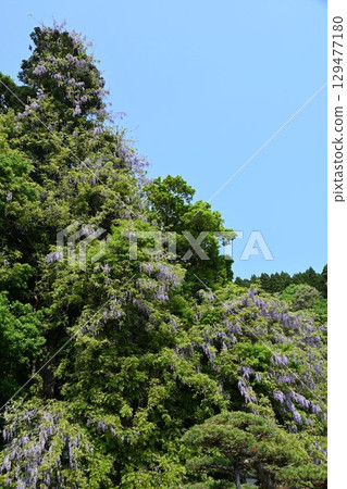 Wisteria flowers at Isobe Shrine (Himi City, Toyama Prefecture) Wisteria flowers at Isobe Shrine (Himi City, Toyama Prefecture) 129477180
