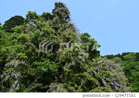 Wisteria flowers at Isobe Shrine (Himi City, Toyama Prefecture) Wisteria flowers at Isobe Shrine (Himi City, Toyama Prefecture) 129477181