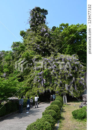 Wisteria flowers at Isobe Shrine (Himi City, Toyama Prefecture) Wisteria flowers at Isobe Shrine (Himi City, Toyama Prefecture) 129477182