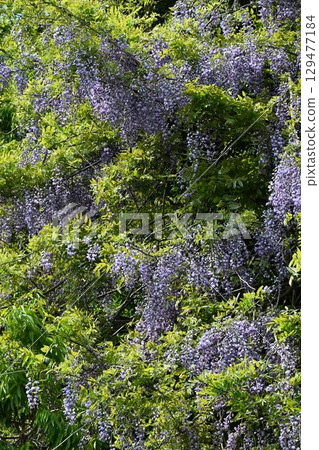 磯部神社的紫藤（富山縣冰見市） 129477184