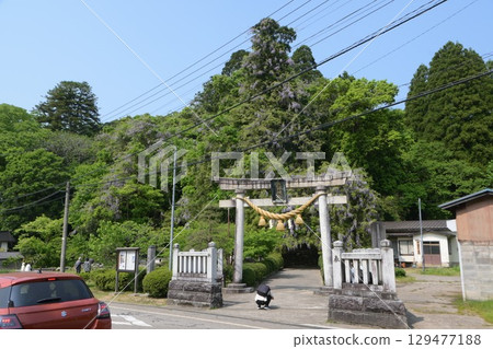 Wisteria flowers at Isobe Shrine (Himi City, Toyama Prefecture) 129477188