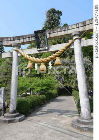 磯部神社的紫藤(富山縣冰見市) 磯部神社的紫藤(富山縣冰見市) 129477189