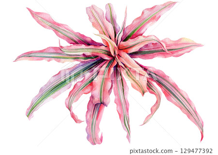 Hand-Painted plant Cryptanthus Bivittatus Pink Starlite. Leaves watercolor exotic tropical botanical illustration Hand-Painted plant Cryptanthus Bivittatus Pink Starlite. Leaves watercolor exotic tropical botanical illustration 129477392