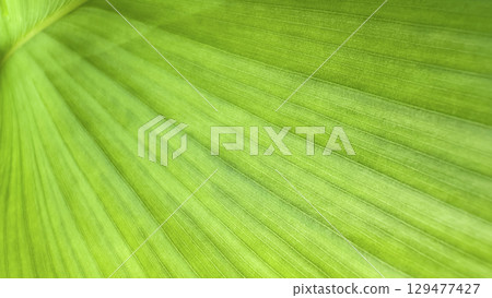 2. Banana Leaf Background Texture 2. Banana Leaf Background Texture 129477427