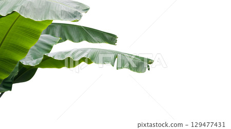 Banana Plant Isolated for Card Design 129477431