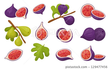 Fig fruits. Cartoon fruit on branch with leaves, separately full and cutting. Juicy figs, seasonal exotic vitamin fresh food. Raw ingredients neoteric vector set 129477456