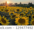 夕陽照射下盛開的向日葵田 129477492