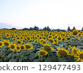 一望無際的盛開的向日葵田 129477493