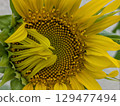 向日葵即將盛開 129477494