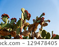 Vibrant Cactus with Prickly Pear Fruits Against Clear Blue Sky 129478405