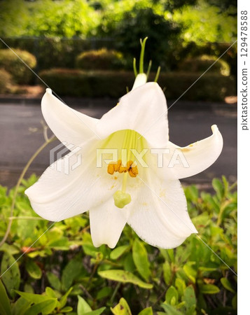 Large and dignified Easter lily flower 2 Large and dignified Easter lily flower 2 129478588
