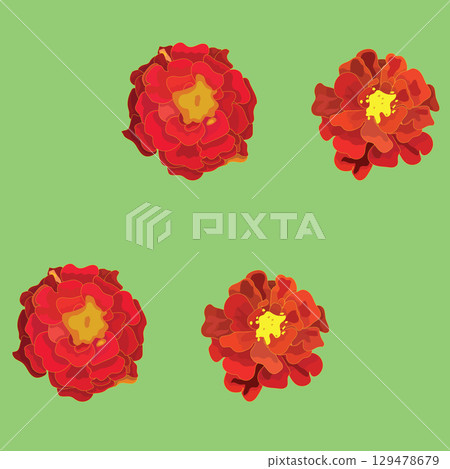 Marigold flowers. Set of seamless patterns. Vector illustration. Marigold flowers. Set of seamless patterns. Vector illustration. 129478679