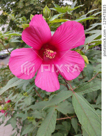 Hibiscus rosa-sinensis, known colloquially as Chinese hibiscus, China rose, Hawaiian hibiscus, rose mallow and shoeblack plant, is a species of tropical hibiscus Hibiscus rosa-sinensis, known colloquially as Chinese hibiscus, China rose, Hawaiian hibiscus, rose mallow and shoeblack plant, is a species of tropical hibiscus 129478835