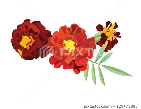 Three orange marigold flowers. Vector illustration. 129478883