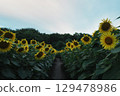 Sunflower field and path at dusk 129478986