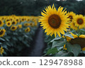Close-up of a path through a sunflower field and a single flower 129478988