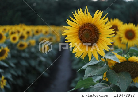 Close-up of a path through a sunflower field and a single flower 129478988