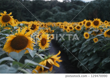 Path through a sunflower field at dusk 129478990