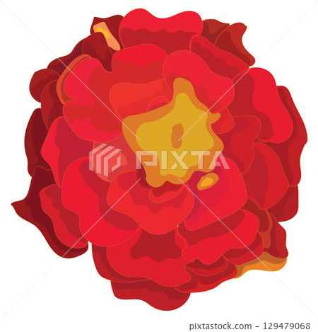 Marigold flower close-up. Vector illustration. Marigold flower close-up. Vector illustration. 129479068
