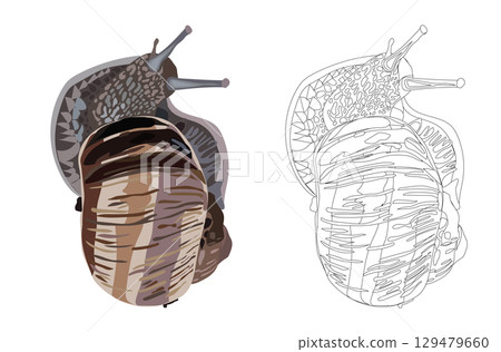 Snail close-up in realistic style. Vector illustration. Snail close-up in realistic style. Vector illustration. 129479660