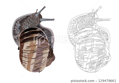 Snail close-up in realistic style. Vector illustration. 129479661