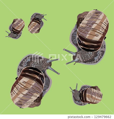 Snail close-up in realistic style. Seamless pattern. Vector illustration. 129479662