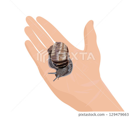 Snail close-up in realistic style. Vector illustration. Snail close-up in realistic style. Vector illustration. 129479663