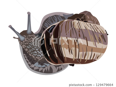 Snail close-up in realistic style. Vector illustration. Snail close-up in realistic style. Vector illustration. 129479664