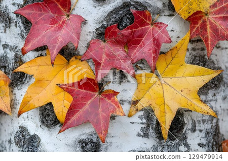 Captivating juxtaposition of autumn foliage on a textured birch tree background Captivating juxtaposition of autumn foliage on a textured birch tree background 129479914