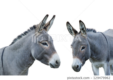 donkey house isolated on white background 129479962