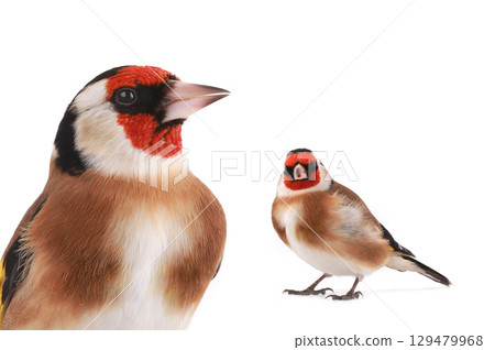 goldfinch isolated on a white background 129479968