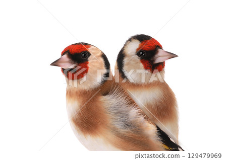 goldfinch isolated on a white background 129479969