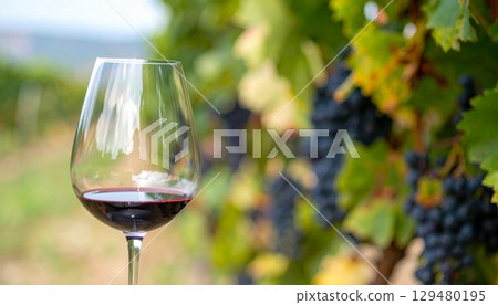 葡萄園景觀,前景中葡萄串模糊,酒杯聚焦 葡萄園景觀,前景中葡萄串模糊,酒杯聚焦 129480195