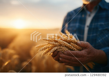 An experienced farmer stands in a golden wheat field, holding a handful of ripe wheat grains as the warm sunlight casts a beautiful glow during sunset. 129480392